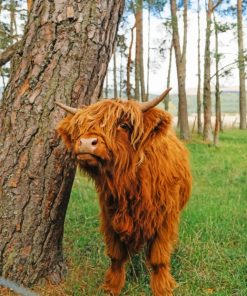 Cute Brown Highland Cow Paint by numbers