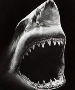 Black And White Shark Paint by numbers
