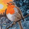 The European Robin Birds Paint by numbers