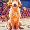 Labrador Dog Holding Flower Paint by numbers