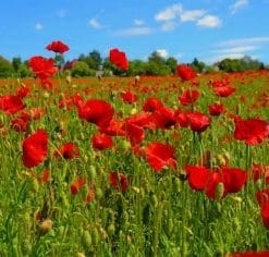 Poppy Flowers Field paint by numbers