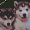 Puppies Of Husky diamond painting