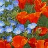 Red and Blue Poppy Flowers