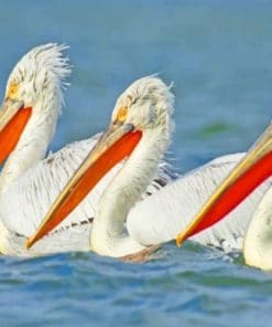 White Pelicans Bird Paint by numbers