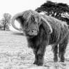 Zimal Highland Cow Paint by numbers