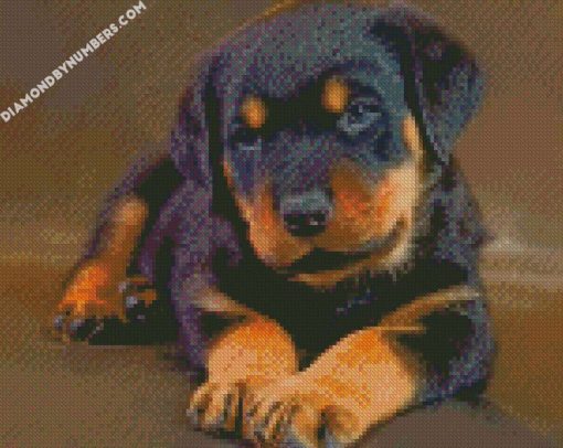 cute baby Rottweiler diamond paintings