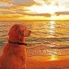 Dog Watching Sunset Paint by numberrs