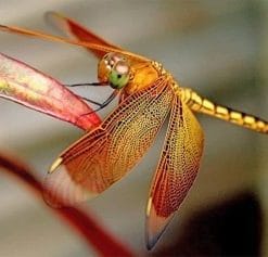 Dragonfly paint by numbers