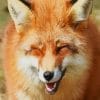 Funny Fox Paint by numbers