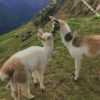 llama animal love diamond painting
