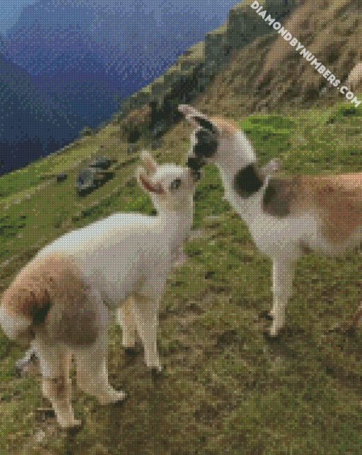 llama animal love diamond painting