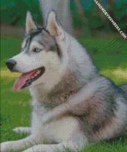 siberian husky dog diamond painting