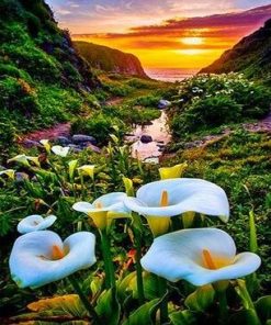 Calla Lily Valley Paint by numbers