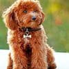 Cute Cockapoo Paint by number