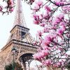 Pink Blossom in Paris paint by numbers