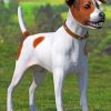 Spotted Jack Russell Terrier Paint by numbers