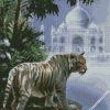 The Indian White Tiger diamond painting