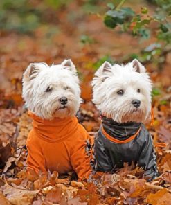 Adorable Westie Dogs paint by numbers