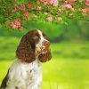 Aesthetic Springer Spaniel Paint by numbers