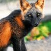 Black And Brown Fox paint by numbers