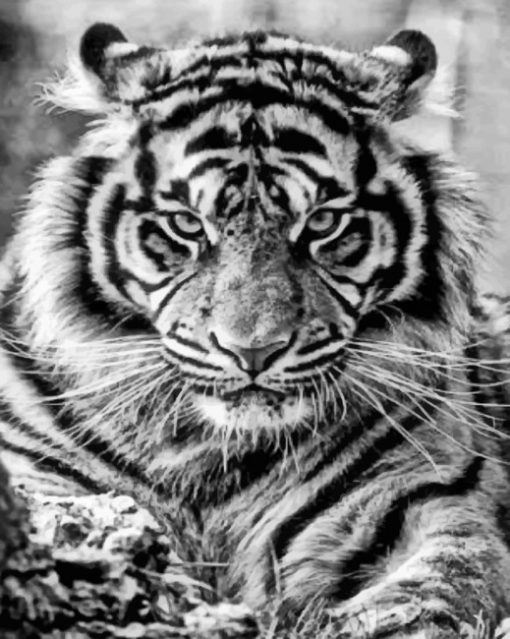 Black And White Tiger Paint by numbers