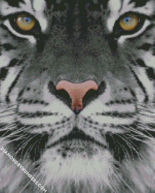 black and white tiger photography diamond paintings
