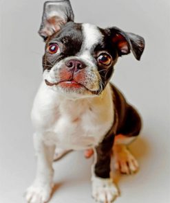 Boston Terrier Dog Paint by numbers