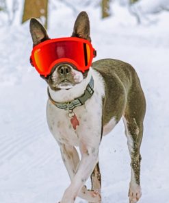 Boston Terrier In The Snow Paint by numbers