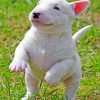 Bull Terrier Puppy Paint by numbers