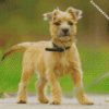 cairn terrier dog diamond painting