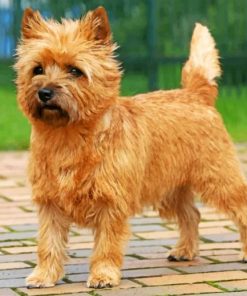 Cairn Terrier Paint by numbers