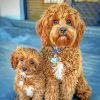 Cavapoo Dogs Paint by numbers