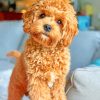 Cavapoo Paint by numbers