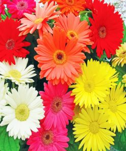 Colorful Gerbera Daisies Paint by numbers