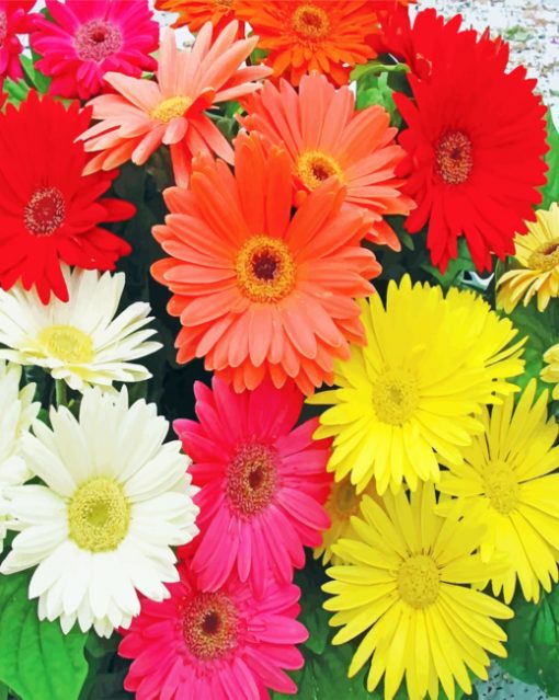 Colorful Gerbera Daisies Paint by numbers