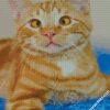 cross eyed tabby cat diamond painting