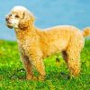 cute-poodle-puppy-paint-by-number