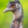 Emu Bird Portrait Paint by numbers