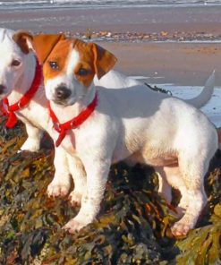 Jack Russell Pets Paint by numbers