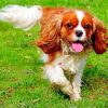 King Charles Cavalier Animal Paint by numbers