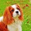 King Charles Cavalier Dog Paint by numbers
