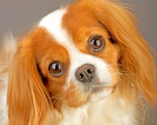 King Charles Cavalier Pet Paint by numbers