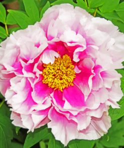 Pink Peony paint by numbers