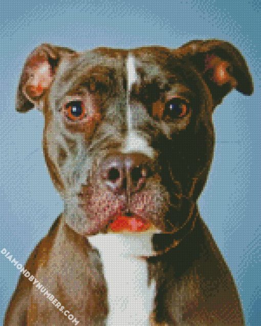 pit bull dog diamond painting