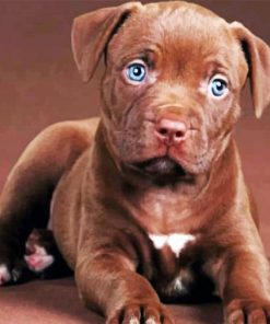 Pit Bull Puppy Paint by numbers
