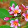 Pink And White Plumeria Flower Paint by numbers