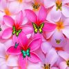 Plumeria Flowers And Butterflies Paint by numbers