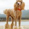 Poodle Dog Paint by numbers