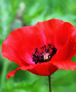 Red Poppy Flower Paint by numbers