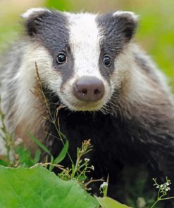 Scottish Badger Paint by numbers